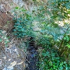 Plants: image 56 Of 208 Thumb
